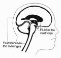 Brain-diagram-2.png