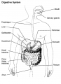 Digestive-system.png